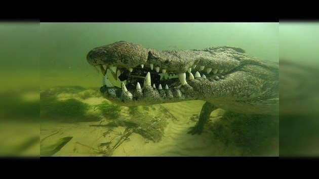 Un cocodrilo ataca a buzos... ‘roba’ una cámara y se va nadando