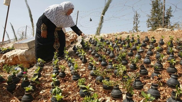 'Arte de la resistencia': Palestinos plantan flores en latas de gas lacrimógeno israelíes
