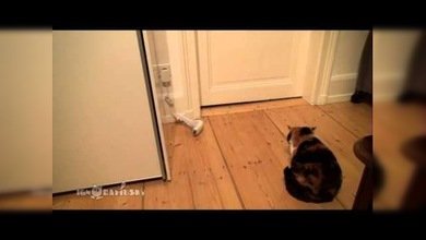 ¿Cómo expulsar a un gato con la ayuda de un calcetín de bebé?