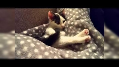 La gata que no sabe que hacer con su cola