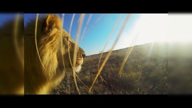 Cámara entre las fauces: Un león coge una GoPro y se convierte en un camarógrafo