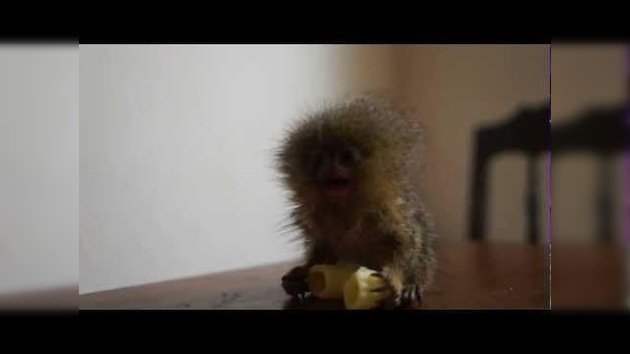 El mono más pequeño del mundo come un macarrón