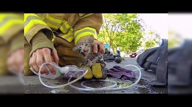 Salvación de un gatito a través de los ojos de un bombero
