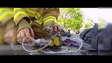 Salvación de un gatito a través de los ojos de un bombero
