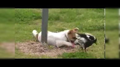 Nunca será un perro de caza: un pájaro y un cachorro de perro juegan