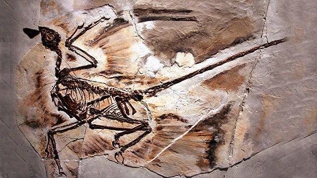 Flying dinosaurs also used their hind legs as wings.