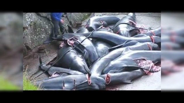 Fuertes imágenes: cientos de delfines y ballenas mueren en horrorosa matanza tradicional