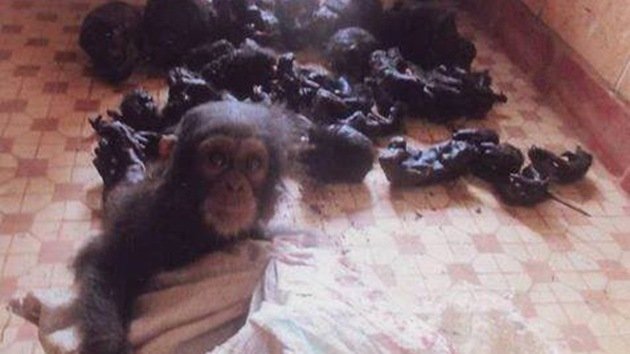 El horror del tráfico de especies en los ojos llenos de miedo de un chimpancé