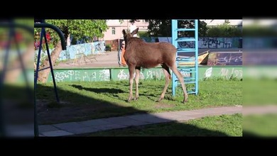 Un alce salvaje pasea por una ciudad rusa
