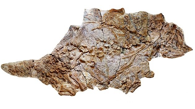 Descubren en China fósiles de un nuevo dinosauro gigante blindado