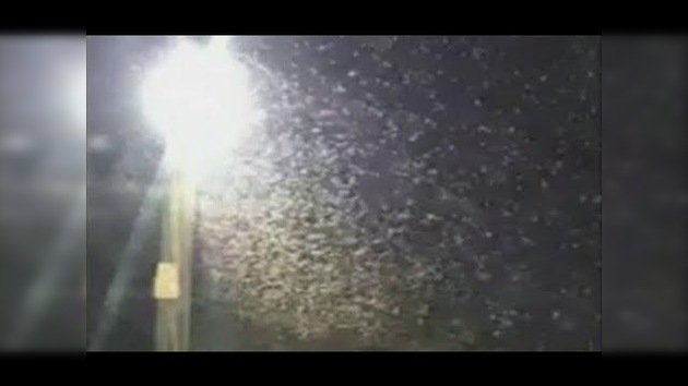 Una plaga 'bíblica' de decenas de miles de termitas invade el sur de EE.UU.