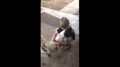 A veces lo único que necesitamos es el abrazo de una gallinita