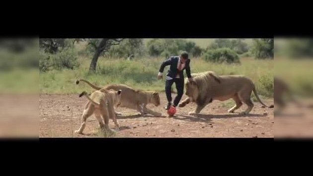 Todos listos para Brasil 2014: un zoólogo juega al fútbol con leones en Sudáfrica