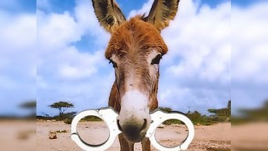 Burro volador en el Mar Negro