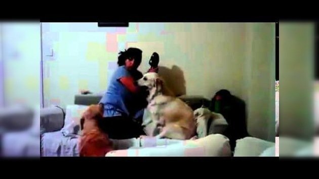 Perros protegen al niño de su madre cuando ella finge pegarlo