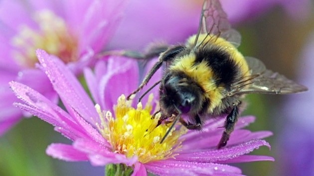 Estudio: La extinción de abejorros pone en peligro la agricultura en Europa