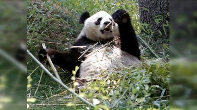 Japón pagará 500 mil dólares a China por muerte de un panda