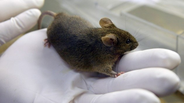Científicos japoneses clonaron un ratón a partir de una gota de sangre