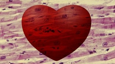 Con células madre, logran rejuvenecer un corazón dañado
