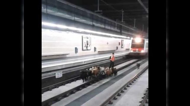 Un rebaño de cabras se cuela en una estación de tren en Barcelona