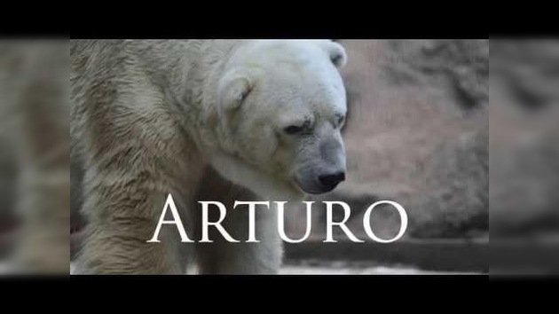 Clamor mundial para que el 'oso más triste del mundo' abandone Argentina