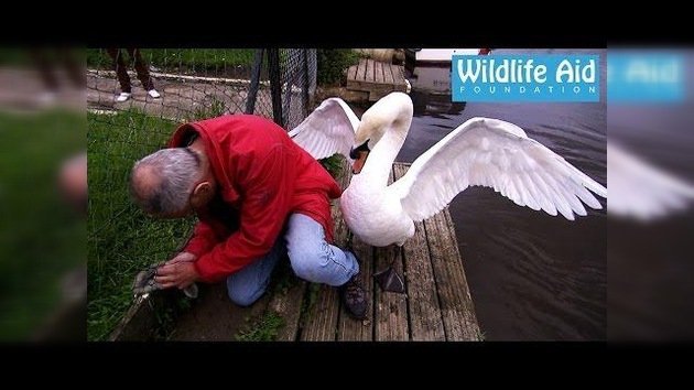 El lago de cisnes agresivos: un cisne golpea al hombre que intenta salvar a su cría