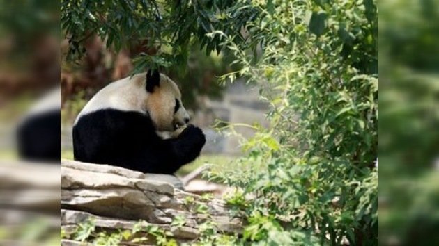 El calor infernal de EE. UU. castiga también a los animales de los zoos