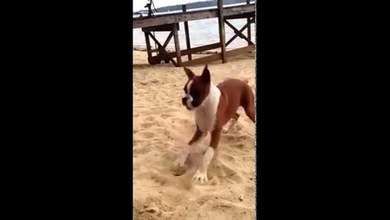 ¿Cómo reacciona un perro al chupar un limón?
