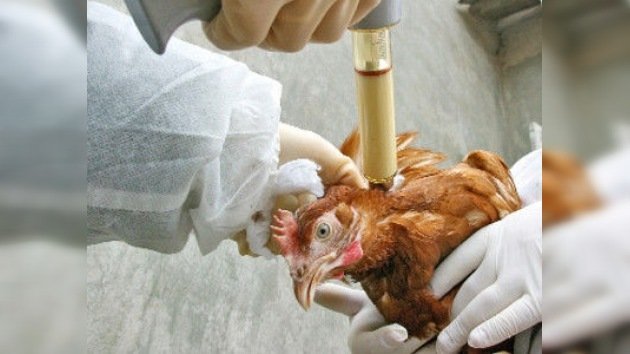 Japón eliminará 410.000 gallinas para frenar una epidemia de gripe aviar