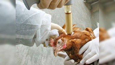 Japón eliminará 410.000 gallinas para frenar una epidemia de gripe aviar