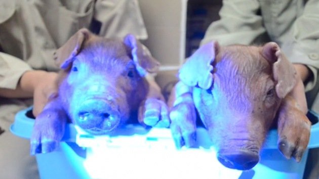 Video: Científicos chinos crean los primeros cerdos que brillan en la oscuridad