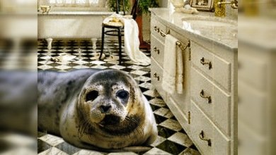 Animales salvajes convertidos en mascotas