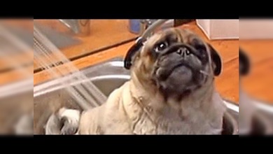 Un perrito enjabonado de cabo a rabo