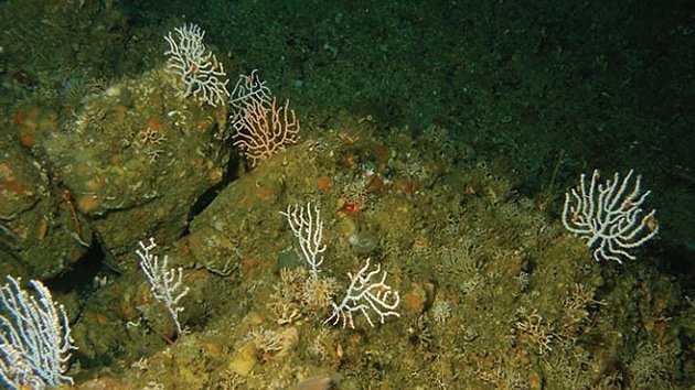 Hallazgo inesperado: encuentran un arrecife de coral en la costa de Groenlandia