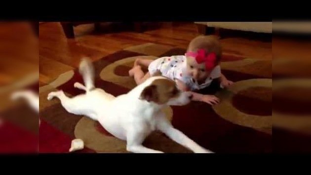 Un perro enseña a un bebé cómo gatear