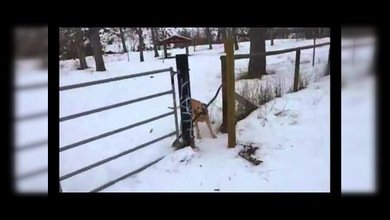 El mayor problema de este perro