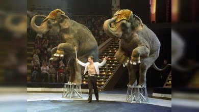 Los artistas del circo ruso regresan a Moscú sin sus animales
