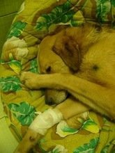 Un perro torturado que quiere volver a confiar en los humanos