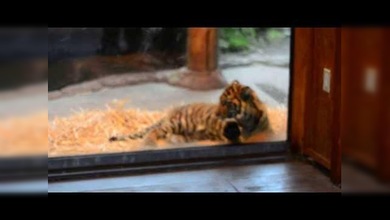 Dos alegres ‘tigres’: un cachorro de tigre de Sumatra y un niño disfrazado se hacen amigos