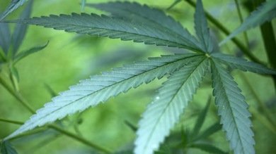 Estudio: el cannabis podría frenar el crecimiento de tumores cerebrales