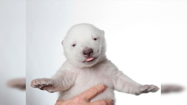 Siku, el oso polar más popular