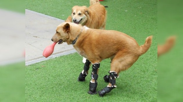 Naki, el único perro con prótesis biónicas en todas sus patas