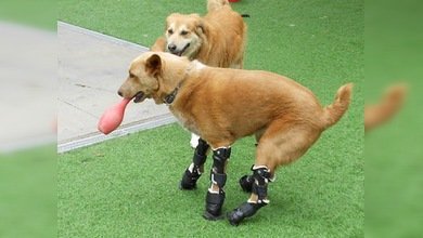 Naki, el único perro con prótesis biónicas en todas sus patas