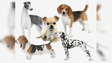 Los perros más caros