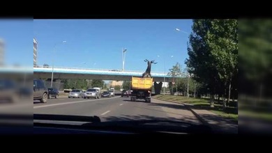 Venado de bronce casi se deja los cuernos en un puente