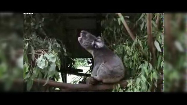 Un koala, a viva voz