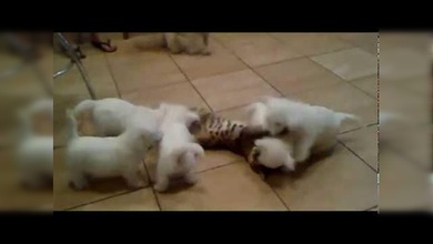 Cachorritos vs. un gato. ¿Quién ganará?