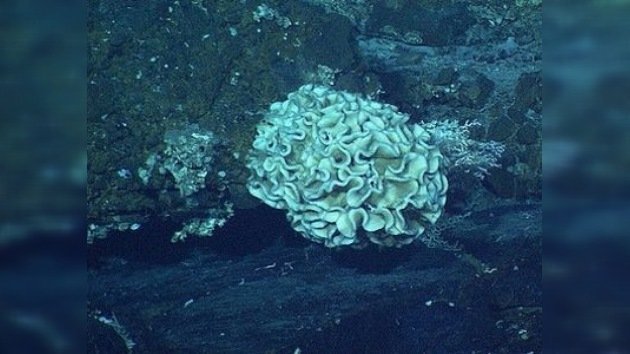 Hallazgo 'gigante' en el mar: científicos 'pescan' las amebas más grandes del mundo