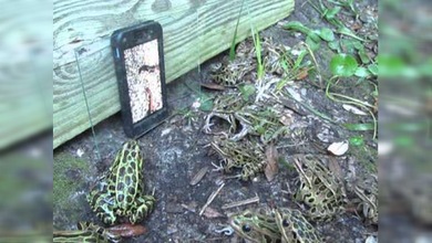 Charca TV: Ranas 'se comen con los ojos' los gusanos de un iPhone