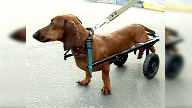 Perro mutilado halló dueño gracias a Internet